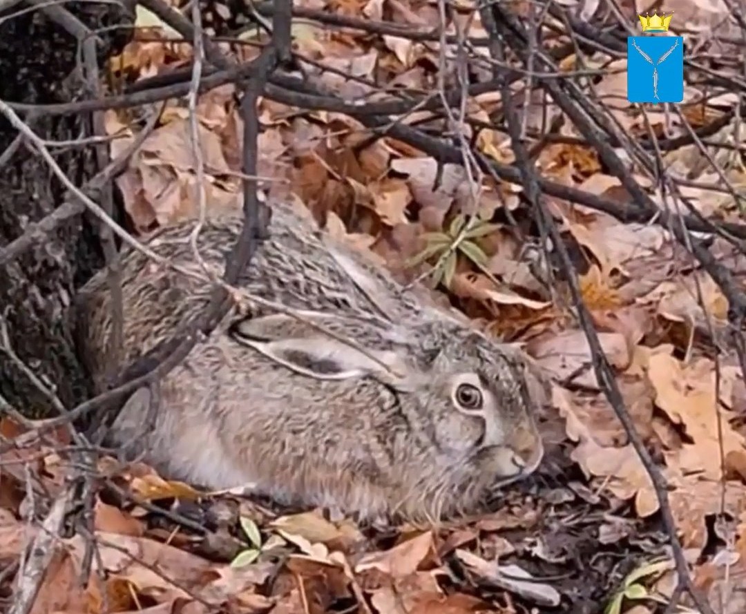 Саратовцам рассказали, как вести себя при встрече с дикими зайцами